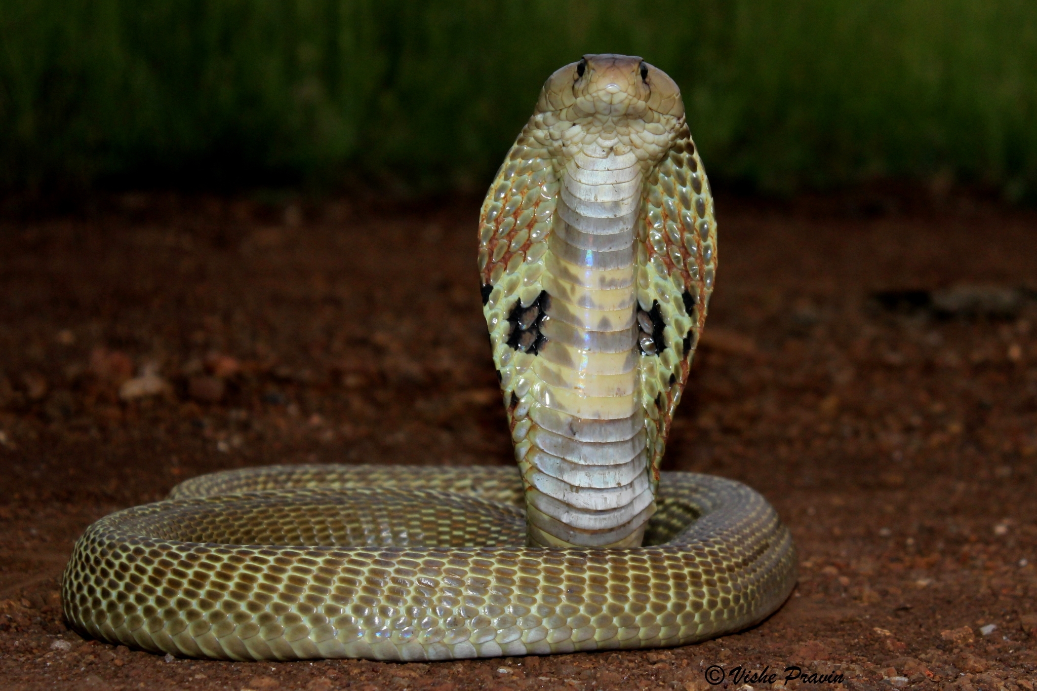 Indian cobra - Wikipedia