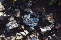 Lepraria subalbicans