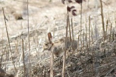 Oryctolagus cuniculus