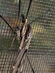 Tipula metacomet