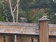 Thryomanes bewickii calophonus