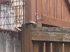 Thryomanes bewickii calophonus