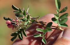 Indigofera alternans