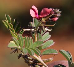Indigofera alternans