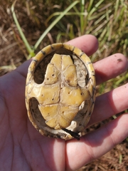 Kinosterninae