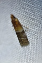 Moodna pallidostrinella