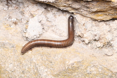 Pachyiulus cattarensis