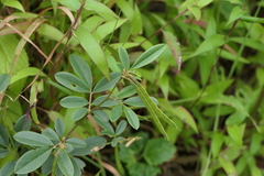 Tephrosia tinctoria