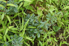 Tephrosia tinctoria