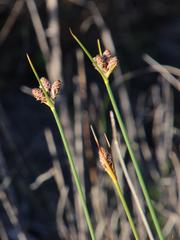 Hellmuthia membranacea