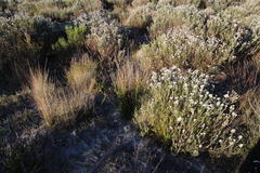 Hellmuthia membranacea