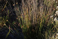 Hellmuthia membranacea