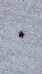 Phidippus cardinalis