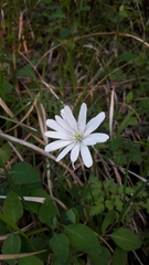 Anemonoides apennina