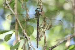 Triacanthagyna caribbea