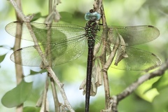 Triacanthagyna caribbea