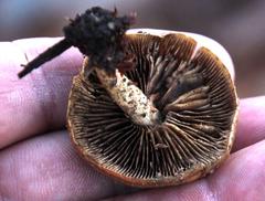 Agrocybe rivulosa