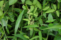 Dioscorea pentaphylla