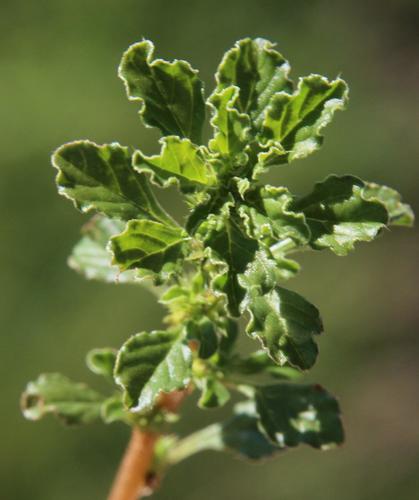 Amaranthus spinosus