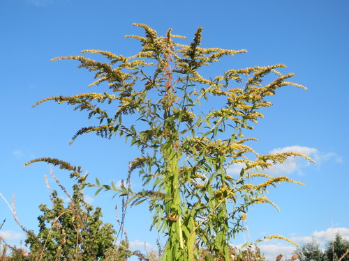 Kanadinė rykštenė nuotrauka