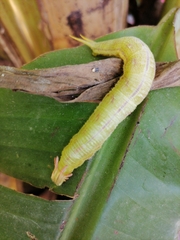Charaxinae