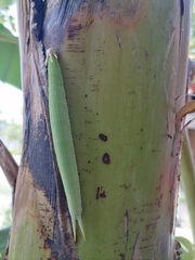 Charaxinae