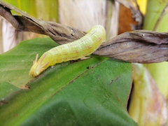 Charaxinae