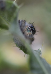 Phidippus