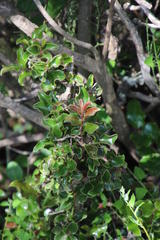 Diospyros scabrida