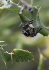 Phidippus