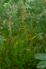 Festuca kryloviana