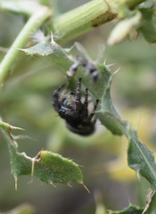 Phidippus