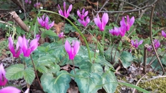 Cyclamen repandum
