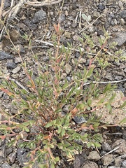 Euphorbia capitellata