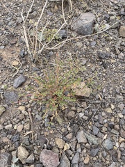 Euphorbia capitellata