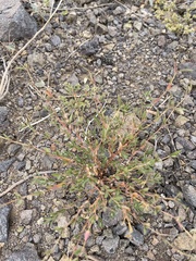 Euphorbia capitellata