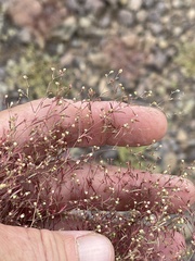 Euphorbia gracillima