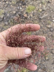 Euphorbia gracillima