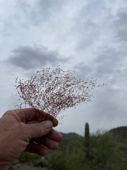 Euphorbia gracillima