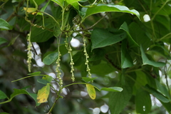 Dioscorea pentaphylla