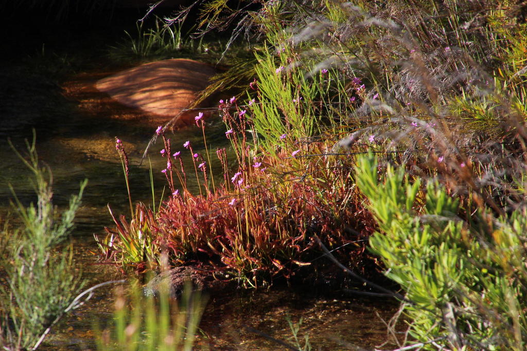 Rossolis du Cap (Drosera capensis)