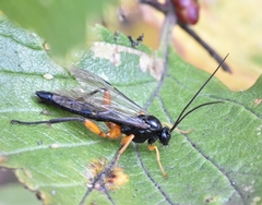 Pimpla pedalis