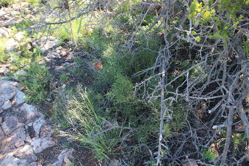Tangle-stem Asparagus (Asparagus intricatus)