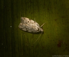 Barea nymphica