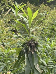 Rhopalomyia capitata