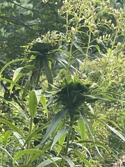 Rhopalomyia capitata