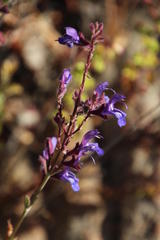 Salvia albicaulis