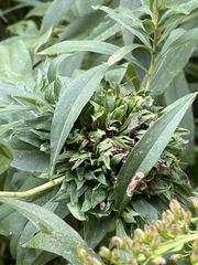 Rhopalomyia capitata