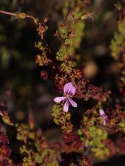 Pelargonium englerianum