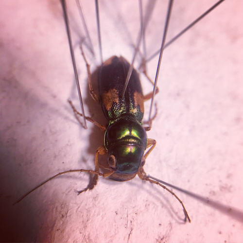 Megacephala quadrisignata